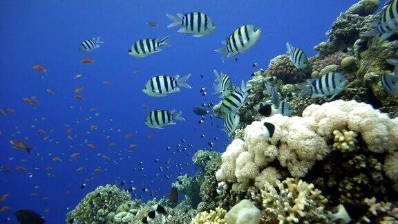 五颜六色的珊瑚和鱼热带鱼海洋中的水下生物