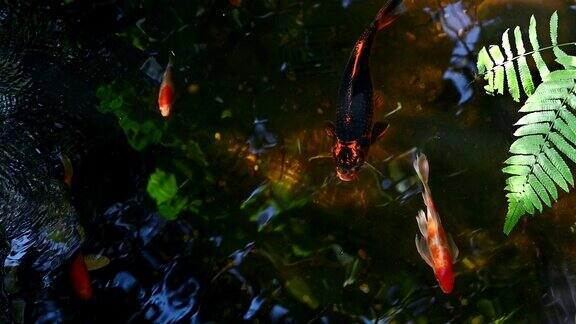 池塘里的鲤鱼或锦鲤自然公园温泉里的水生动物