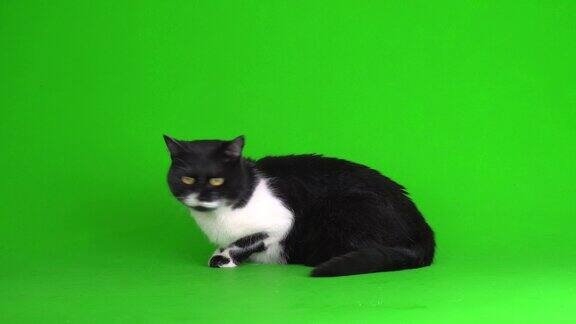 绿色背景4K视频屏幕上的大型黑白猫小猫
