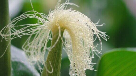雨中的植物