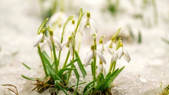 雪正在融化温柔的雪花莲在初春迅速盛开