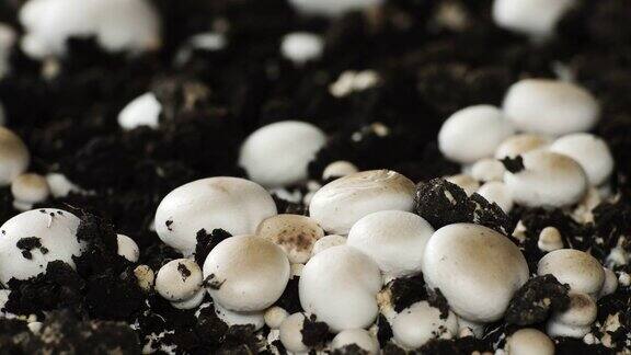 蘑菇生长时间长新鲜的香菇从地面发芽