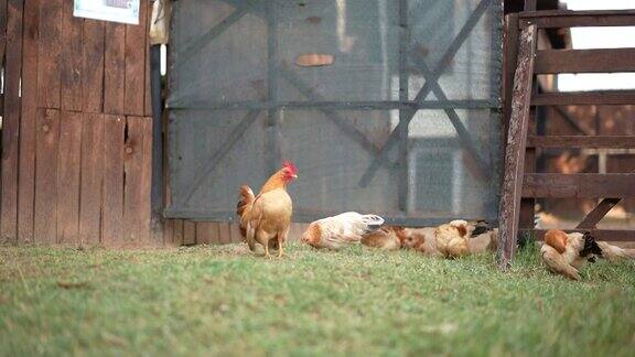 矮脚公鸡在草地上走着