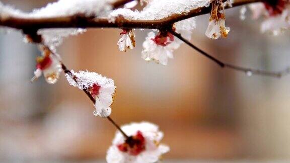 近距离拍摄的树花和雪在春天天气异常