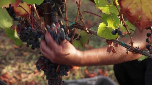 在葡萄园-收获葡萄