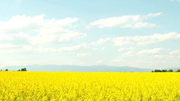 蓝色的天空黄色的油菜籽田