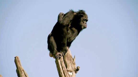 一只黑黑猩猩站在FS7004K的树干上