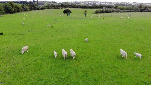鸟瞰图绵羊在绿色草地上吃草在山傍边的新西兰