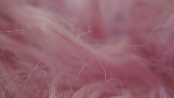多莉拍摄微距:抽象的粉色羽毛特写微距