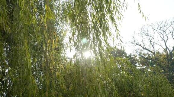 在一个阳光明媚的日子里在公园里绿色的柳树叶子被风吹着