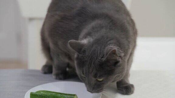 成年灰猫在厨房的桌子上寻找食物猫坐在椅子上嗅食物的气味