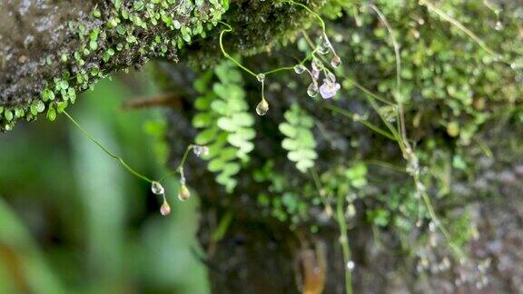 泉水落青苔上