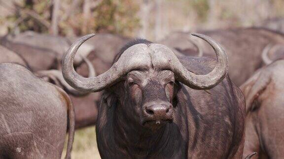 精彩的南非水牛公牛的特写镜头一只红嘴的牛椋鸟在他的耳朵里
