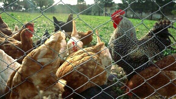 放养鸡和公鸡在草地后面的铁丝网-4K和音频可用