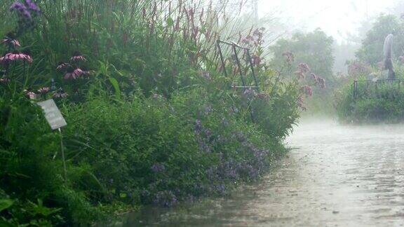 多伦多公园的雨天