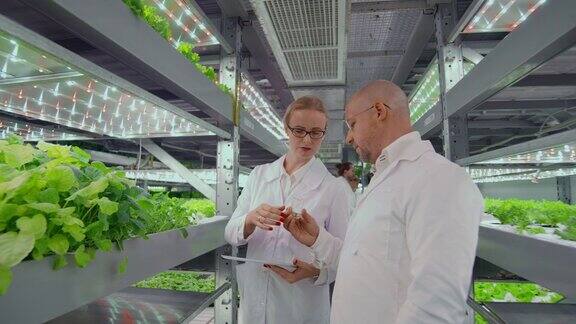生物学家将芽苗放在试管中进行实验室分析两位科学家站在温室里他们穿着白色制服戴着一次性手套和眼睛