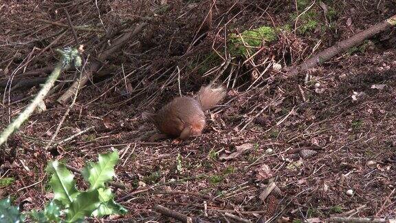 红松鼠在苏格兰林地梳理毛发后逃跑