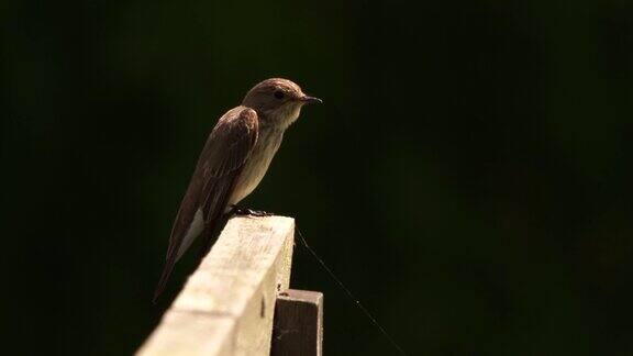 斑蝇捕蝇器(斑蝇捕蝇器)正坐在一根篱笆上擦亮它的羽毛