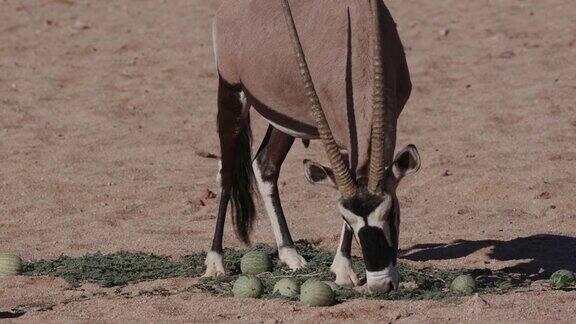 4K大羚羊以野生甜瓜为食这是干旱时期水分的重要来源