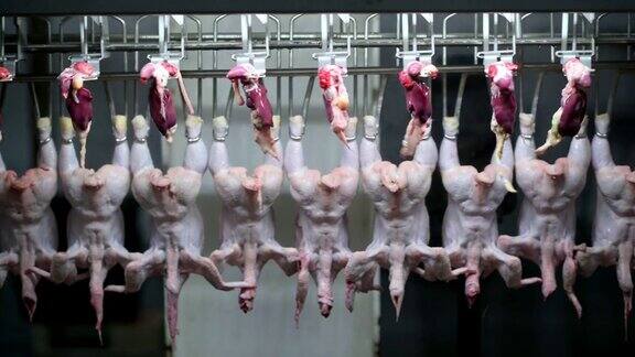 鸡肉工厂加工输送肉类的工业流水线