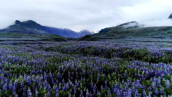 冰岛的夏天长满了开花的羽扇豆的草地