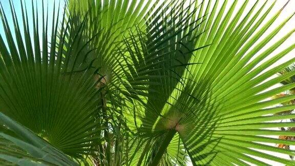 棕榈树风摇棕榈叶