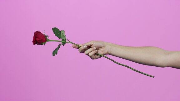 没有什么比送玫瑰更能表达“我爱你”了