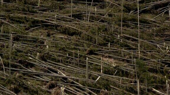 飓风过后的森林