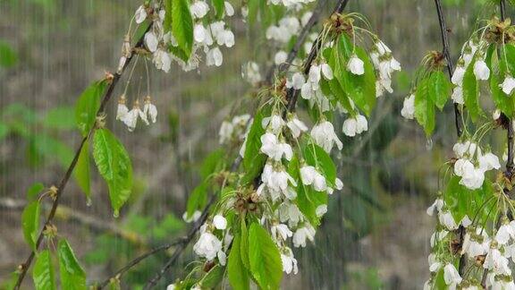 春雨落在花树上特写(4KUHD)