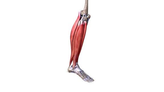 腿部肌肉运动