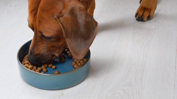 狗吃的食物喂养饥饿的狗狗在家里吃陶瓷碗里的狗粮颗粒
