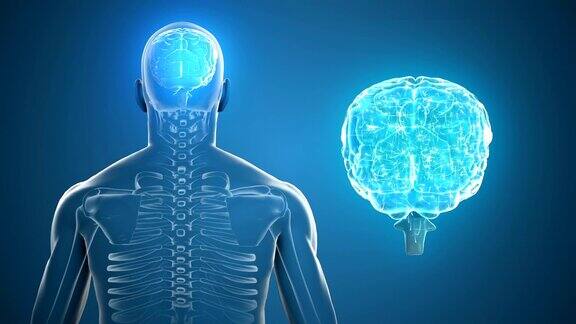 旋转身体可见大脑和骨骼