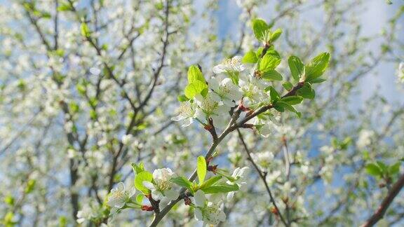 花香四溢美丽的樱花白色的花瓣在春天绽放缓慢的运动