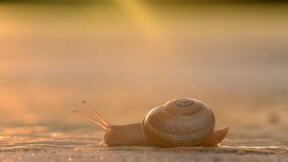 夕阳西下蜗牛在柏油路上缓缓地滑行