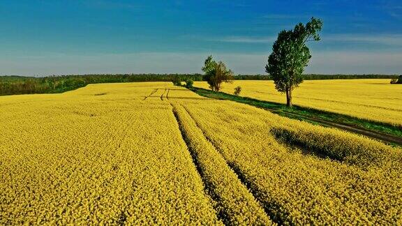 阳光明媚的春天乡下盛开的黄色油菜田