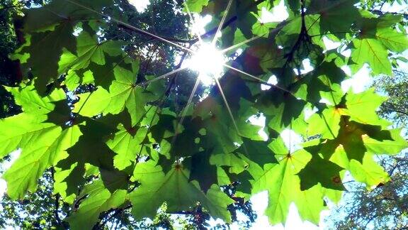 阳光穿过枫树的叶子