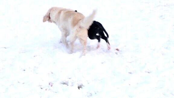两只狗在雪中玩耍