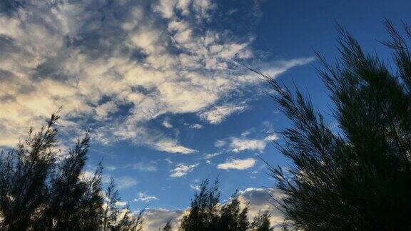 松树蓝天和柔和的阳光