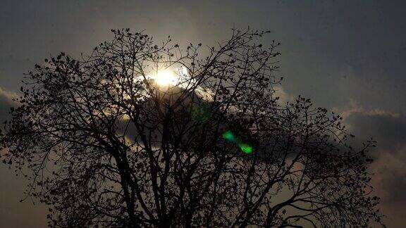 在美丽的午后阳光下田野中央的榕树长着嫩叶