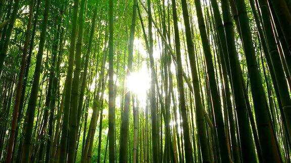 阳光穿过一片竹林