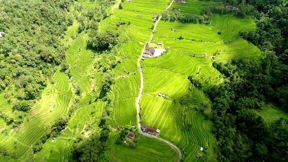 航拍视频在一个惊人的风景稻田在巴厘岛印度尼西亚