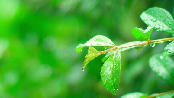 4K特写雨下在树上白天雨落在树叶上小雨落在小树上绿色自然