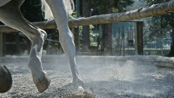 马的腿在疾驰慢动作