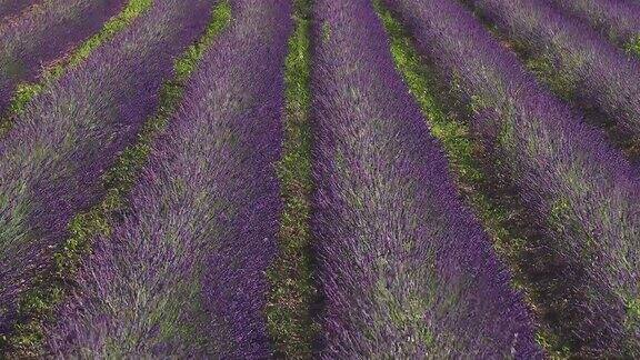 法国普罗旺斯盛开的紫色薰衣草田
