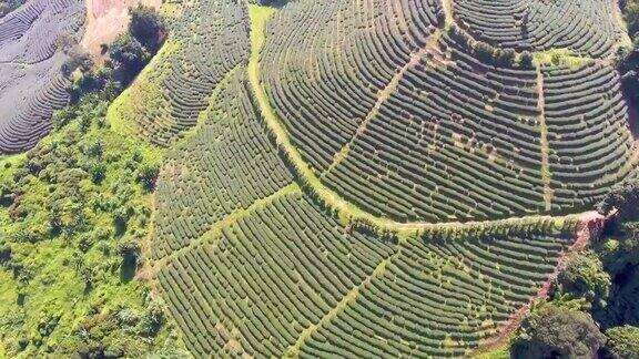 空中俯瞰茶园清迈省泰国