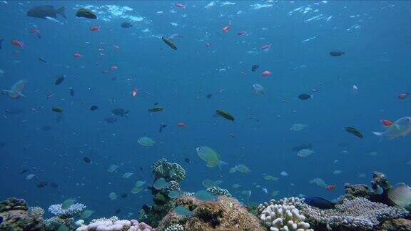 丰富多彩的珊瑚礁充满了生命