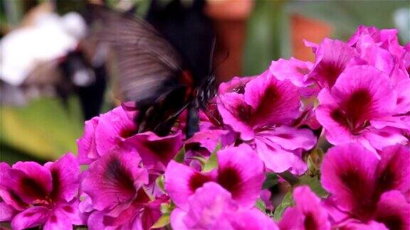 热带蝴蝶在花上