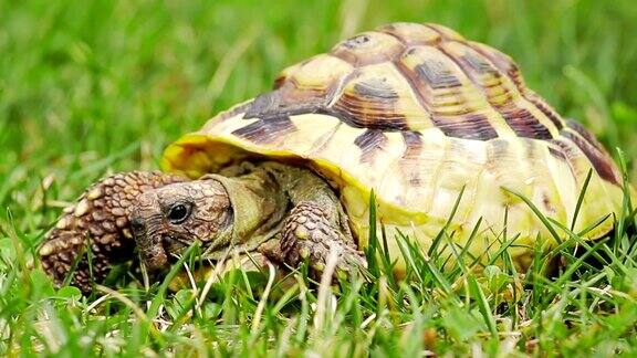 绿草上的乌龟