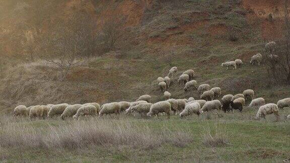 一群绵羊和山羊在山上放牧的视频