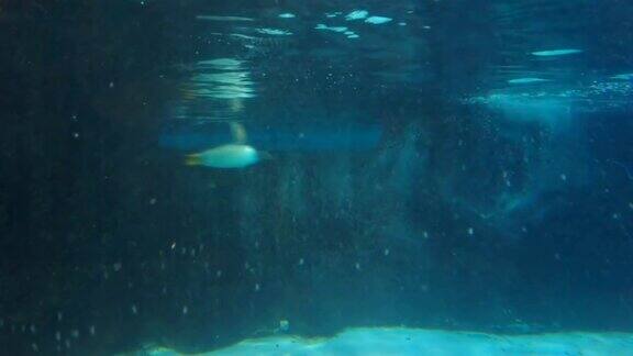 巴布亚企鹅游泳